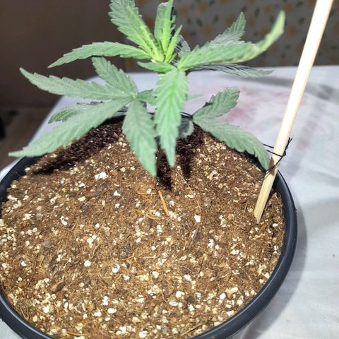 Strawberry banana  growlog timeline photo