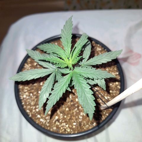 Strawberry banana  growlog timeline photo