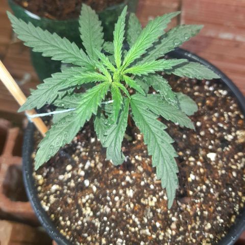 Strawberry banana  growlog timeline photo
