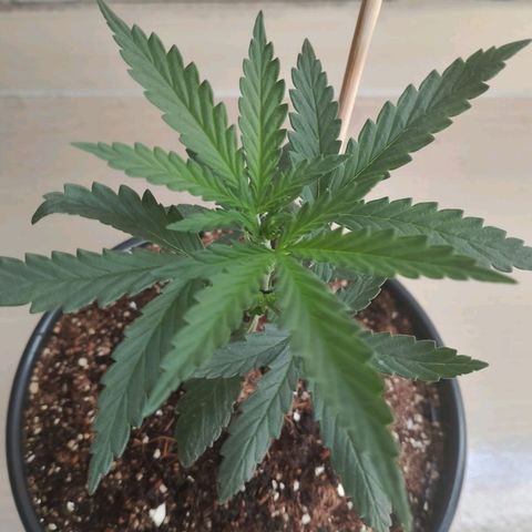 Strawberry banana  growlog timeline photo