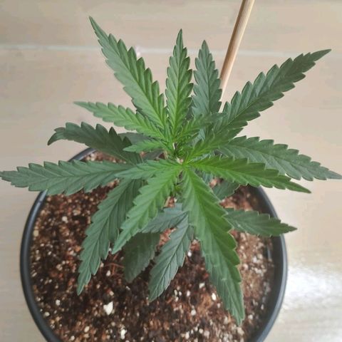 Strawberry banana  growlog timeline photo