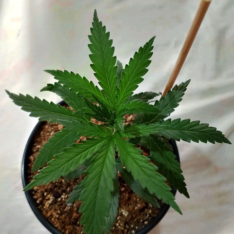 Strawberry banana  growlog timeline photo