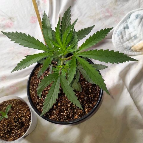 Strawberry banana  growlog timeline photo