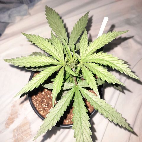 Strawberry banana  growlog timeline photo