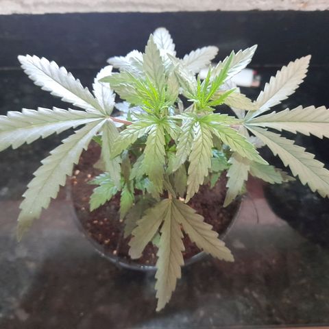 Strawberry banana  growlog timeline photo
