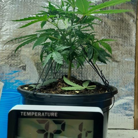 Strawberry banana  growlog timeline photo