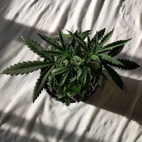 Strawberry banana  growlog timeline photo
