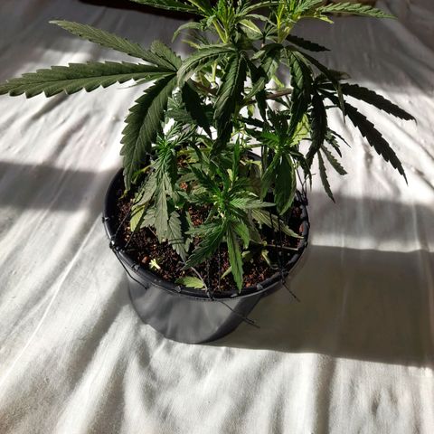 Strawberry banana  growlog timeline photo
