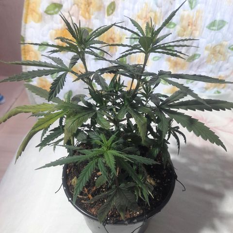 Strawberry banana  growlog timeline photo
