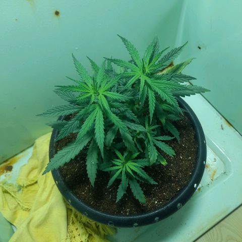 Strawberry banana  growlog timeline photo