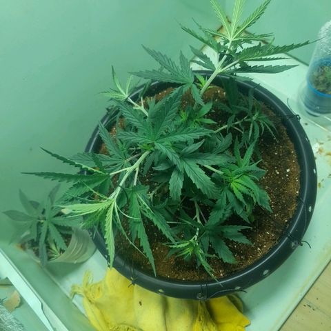 Strawberry banana  growlog timeline photo