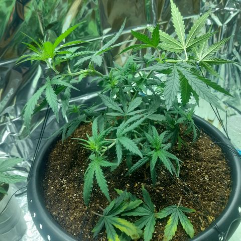 Strawberry banana  growlog timeline photo