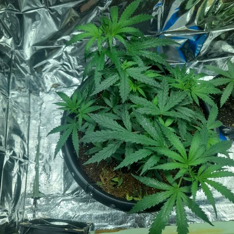 Strawberry banana  growlog timeline photo