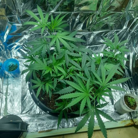 Strawberry banana  growlog timeline photo