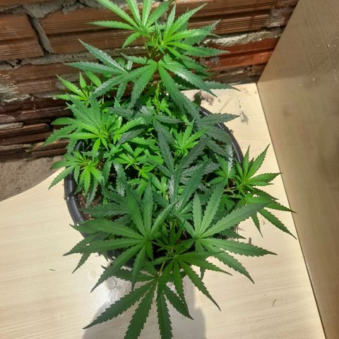 Strawberry banana  growlog timeline photo