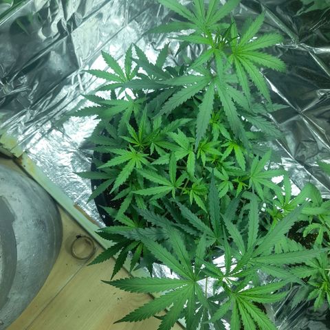 Strawberry banana  growlog timeline photo