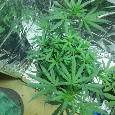 Strawberry banana  growlog timeline photo