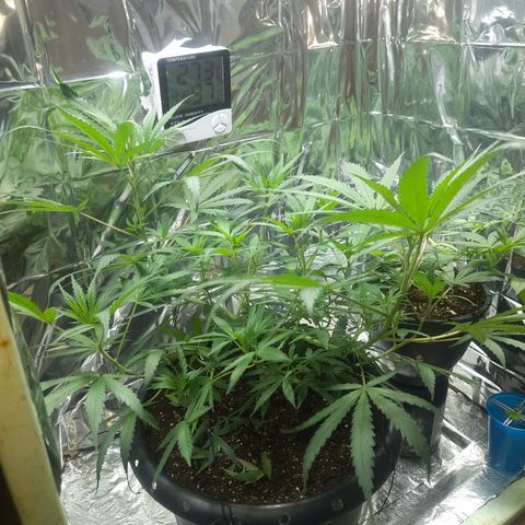 Strawberry banana  growlog timeline photo