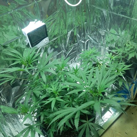 Strawberry banana  growlog timeline photo