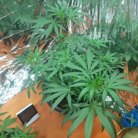 Strawberry banana  growlog timeline photo