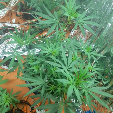 Strawberry banana  growlog timeline photo