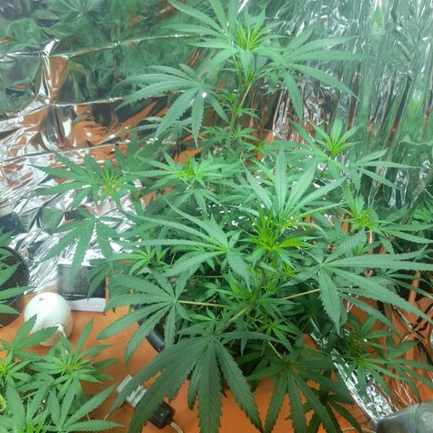 Strawberry banana  growlog timeline photo