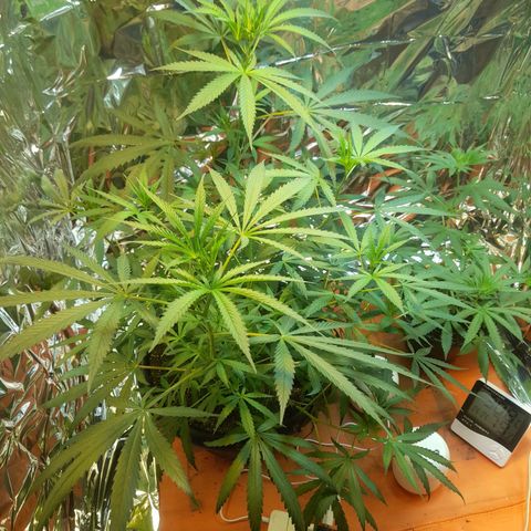Strawberry banana  growlog timeline photo