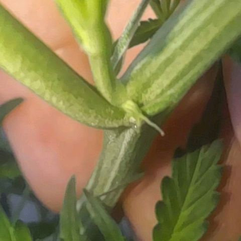 Strawberry banana  growlog timeline photo