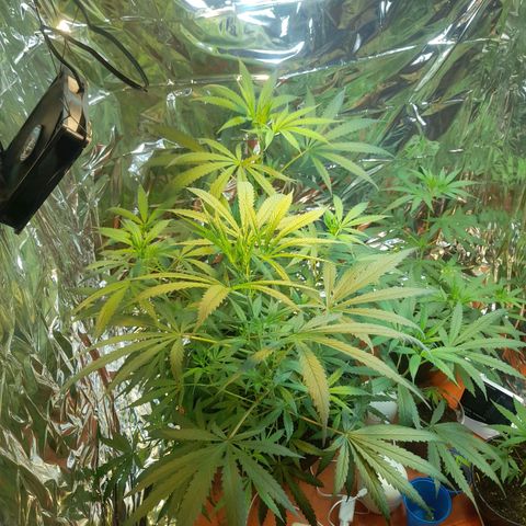 Strawberry banana  growlog timeline photo