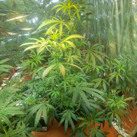 Strawberry banana  growlog timeline photo