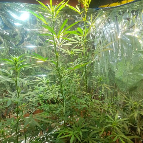 Strawberry banana  growlog timeline photo