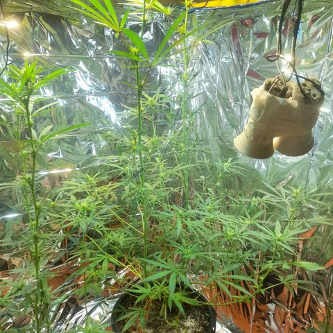 Strawberry banana  growlog timeline photo