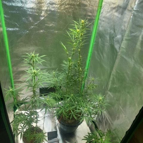 Strawberry banana  growlog timeline photo