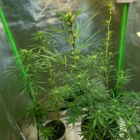 Strawberry banana  growlog timeline photo