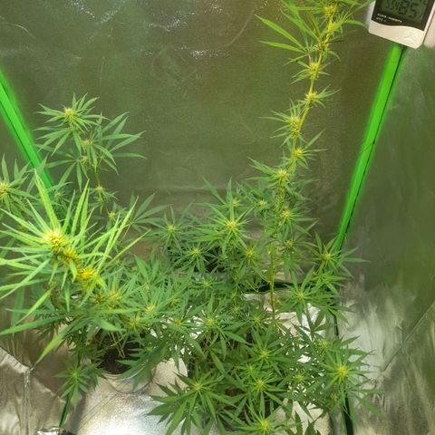 Strawberry banana  growlog timeline photo