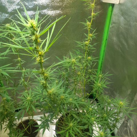 Strawberry banana  growlog timeline photo