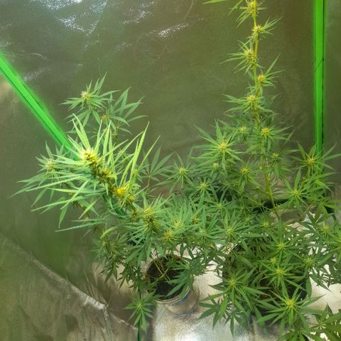 Strawberry banana  growlog timeline photo