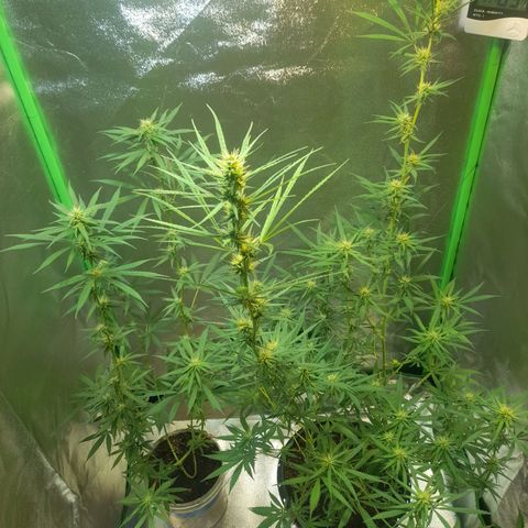 Strawberry banana  growlog timeline photo