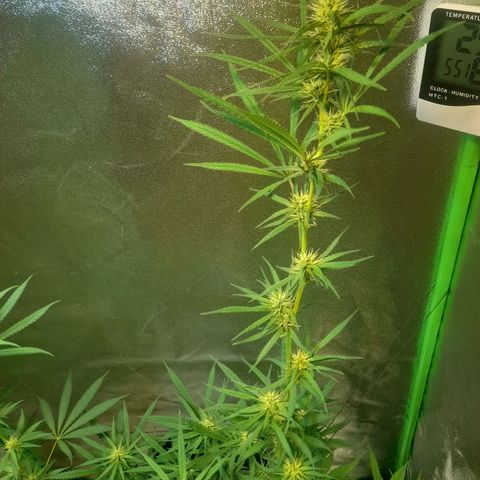 Strawberry banana  growlog timeline photo