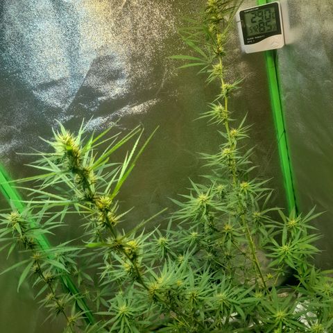 Strawberry banana  growlog timeline photo