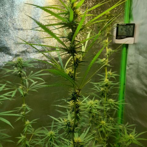 Strawberry banana  growlog timeline photo
