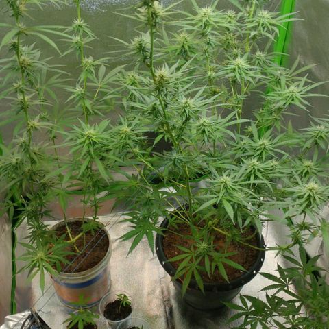 Strawberry banana  growlog timeline photo