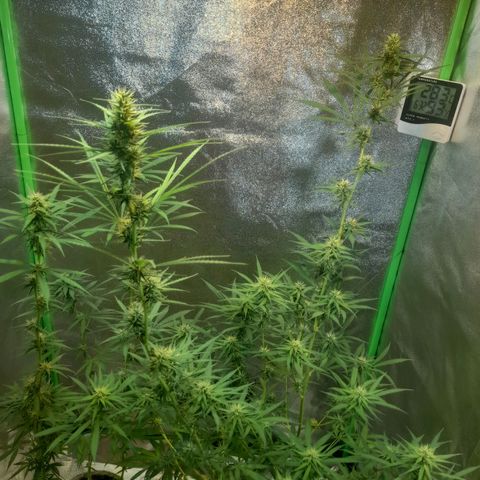 Strawberry banana  growlog timeline photo