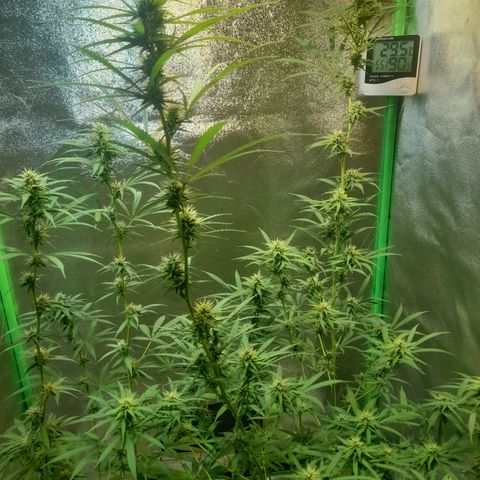 Strawberry banana  growlog timeline photo