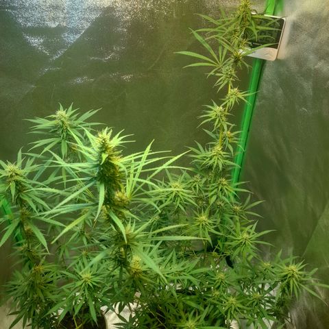 Strawberry banana  growlog timeline photo