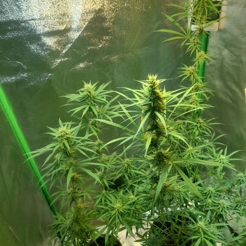 Strawberry banana  growlog timeline photo