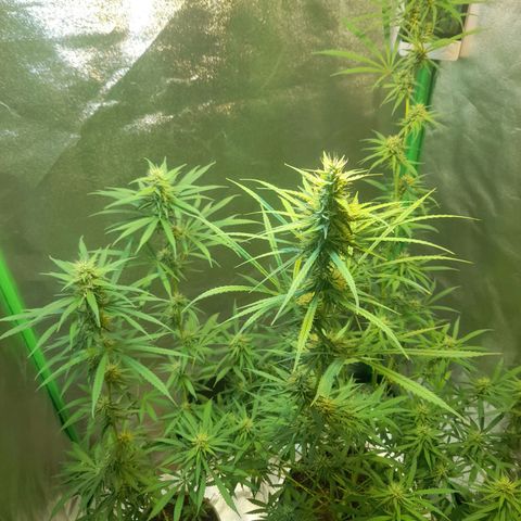 Strawberry banana  growlog timeline photo