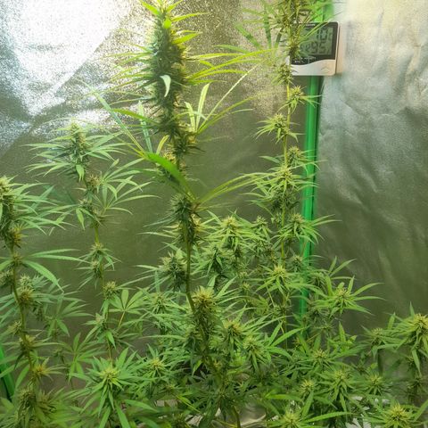 Strawberry banana  growlog timeline photo