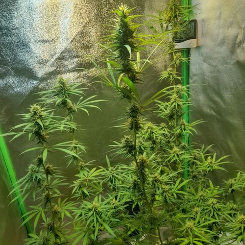 Strawberry banana  growlog timeline photo