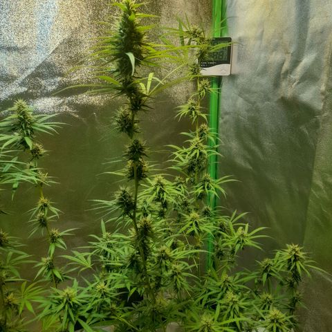 Strawberry banana  growlog timeline photo